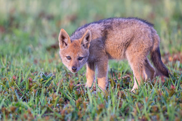 istock Lone Black Backed Jackal pup standing in short green grass explore the world 1148425528