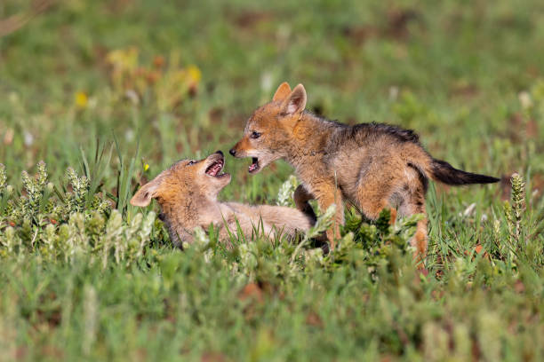 istock Two Black Backed Jackal puppies play in short green grass to develop their skills 1148425529