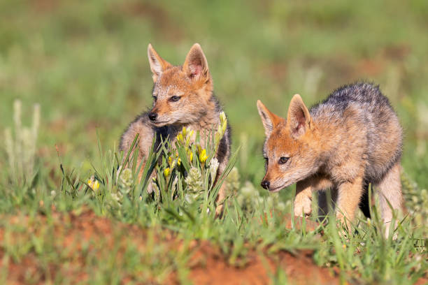 istock Two Black Backed Jackal puppies play in short green grass to develop their skills 1148425613