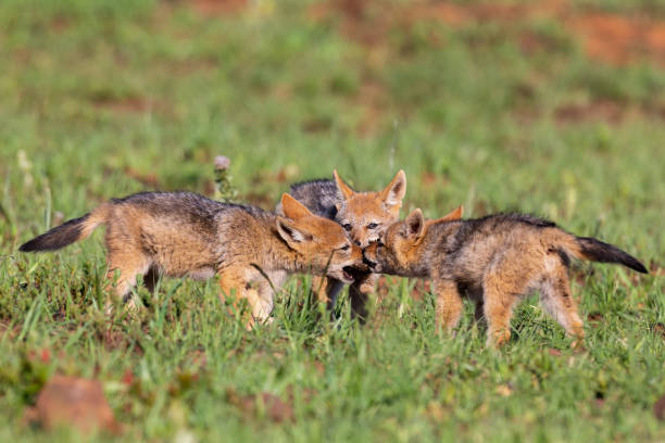 istock Three Black Backed Jackal puppies play in short green grass to develop their skills 1148425615