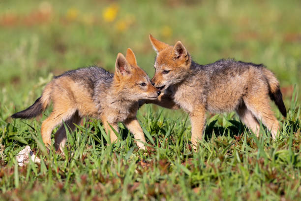 istock Two Black Backed Jackal puppies play in short green grass to develop their skills 1148425657