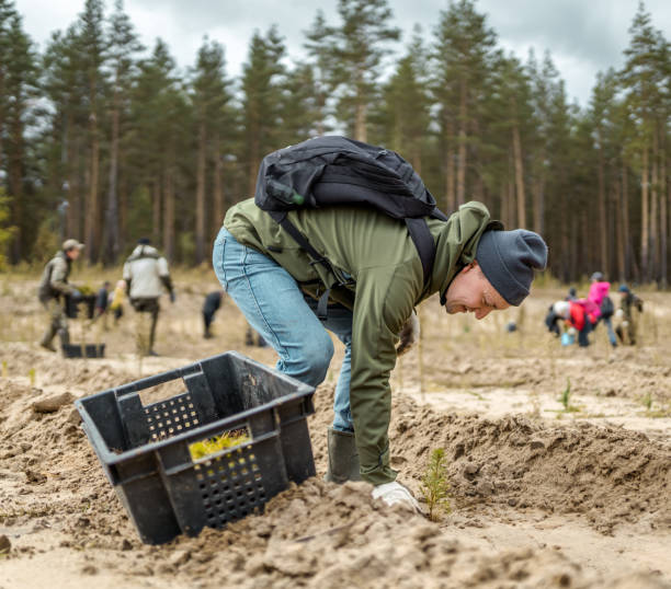 istock Voluntary Assistance. Young Man Planting Pine Sapling 1148427051