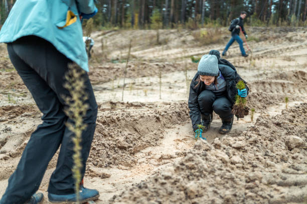 istock Young Volunteers Planting Pine Seedlings. Assistance In Reforestation 1148427607