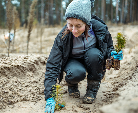 A cute girl volunteer is planting the pine seedling. She is squatting, smiling and looking on the sapling. Volunteers are assisting to restore forest that burned down a few years ago. Shooting at overcast autumn day