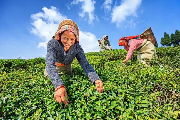 cueilleurs indiens cueillent des feuilles de thé à darjeeling, inde - tea crop plantation tea leaves farmer photos et images de collection