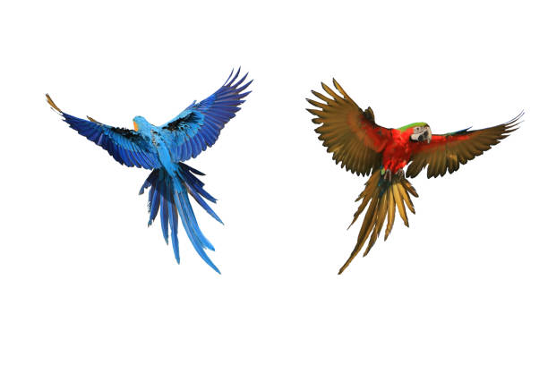 istock Parrot macaw, blue hair, front and back 1148430088