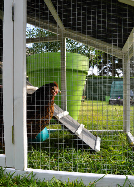 istock A hen house or chicken coop 1148433609