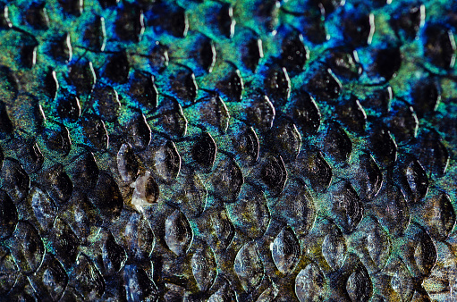 Close up of an Atlantic salmon's skin/scales.