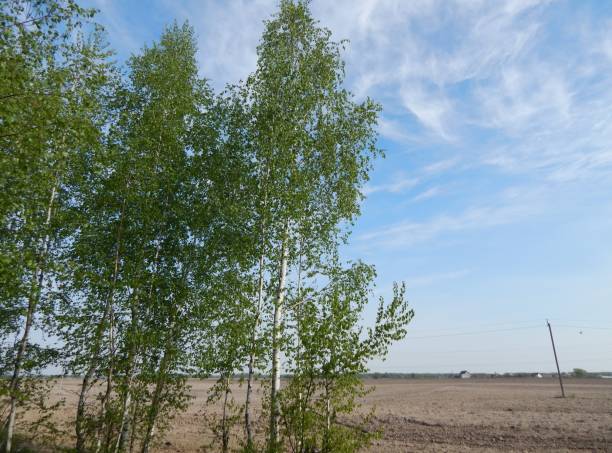 istock Young trees with green leaves. 1148433676