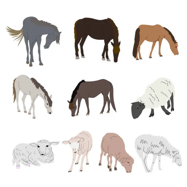 Vector illustration of Set of horse and sheep isolated on white background.