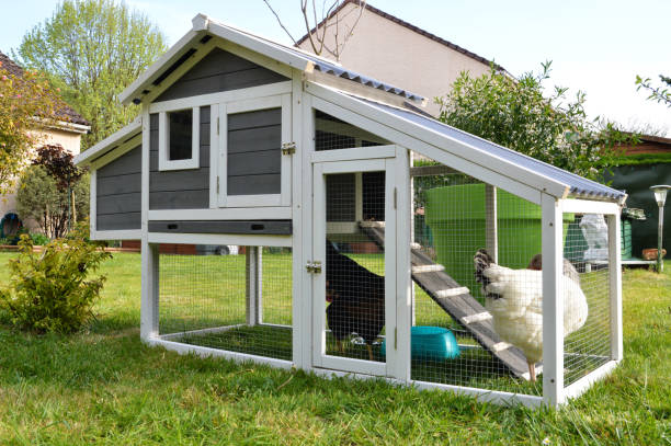 A hen house or chicken coop A hen house or chicken coop with hens chicken coop stock pictures, royalty-free photos & images