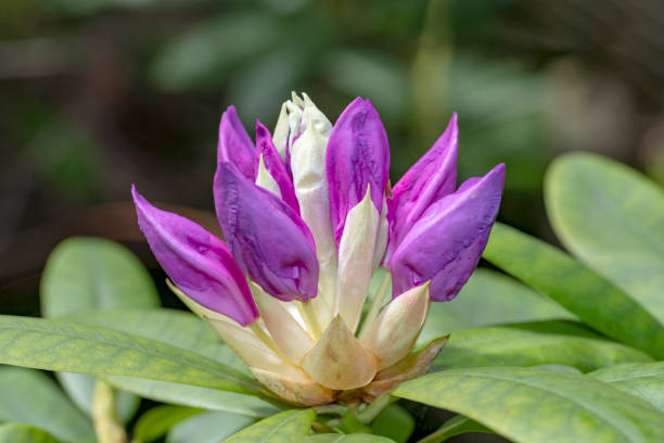 Purple color rhododendron flower blossom under a bright spring day lights