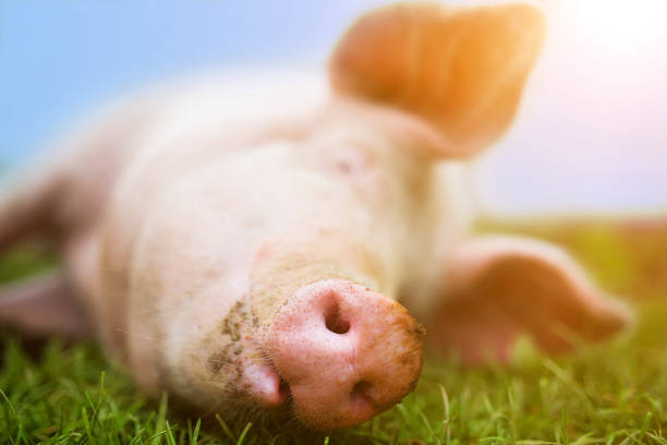 istock A contented pink pig smiles on the grass, snout and nose full frame 1148436983