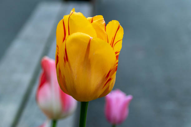 istock 3 Tulips on Granville Island 1148437873