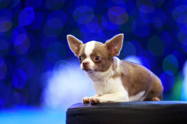 Photo of The dog breed Chihuahua