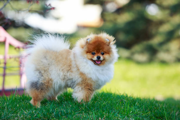 istock The dog breed pomeranian spitz 1148438185