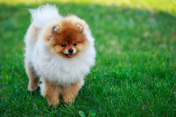 istock The dog breed pomeranian spitz 1148438597