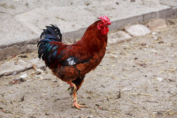 istock Big beautiful domestic cocks 1148440473