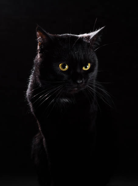 istock Portrait of a black cat in studio on black wall background 1148441156