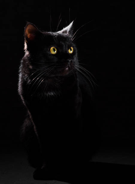istock Portrait of a black cat in studio on black wall background 1148441157