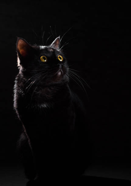 istock Portrait of a black cat in studio on black wall background 1148441205