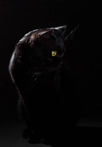 istock Portrait of a black cat in studio on black wall background 1148441207