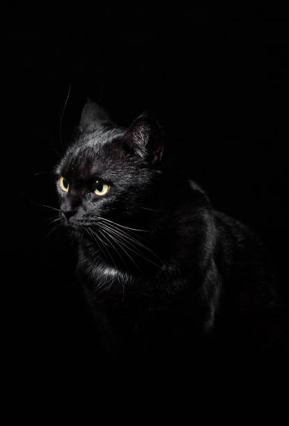 istock Portrait of a black cat in studio on black wall background 1148441214