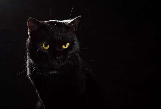 istock Portrait of a black cat in studio on black wall background 1148441216