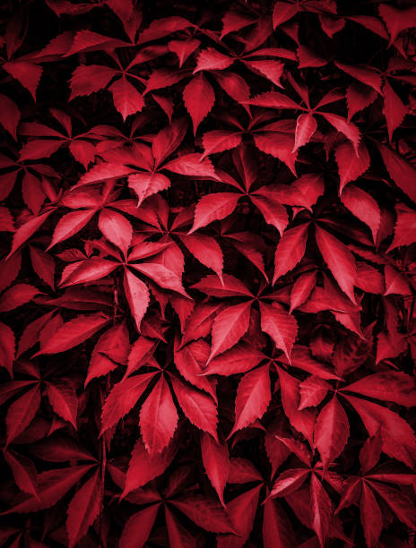 istock Digitally Painted in red five finger Virginia creeper grape leaves texture background, Natural dark red background and wallpaper 1148446777