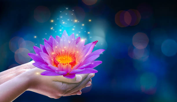 In the hands of a flower lotus Pink light purple floating light sparkle purple background In the hands of a flower lotus Pink light purple floating light sparkle purple background happy vesak day stock pictures, royalty-free photos & images
