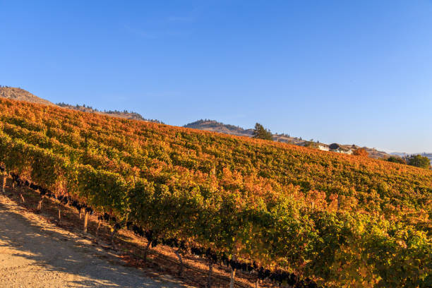 istock Grapes hang in a vineyard in Okanagan Wine Country 1148448074