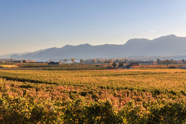 l'uva è appesa in un vigneto a okanagan wine country - desert wine foto e immagini stock