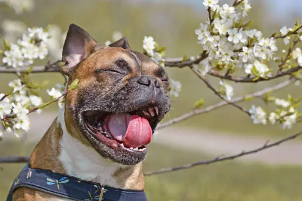 outdoor dog photography