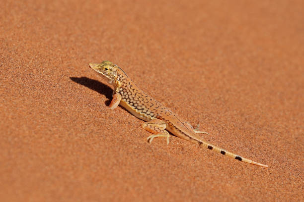 lagarto pá-snouted (anchietae de meroles) em uma duna de areia, deserto de namib - snouted - fotografias e filmes do acervo