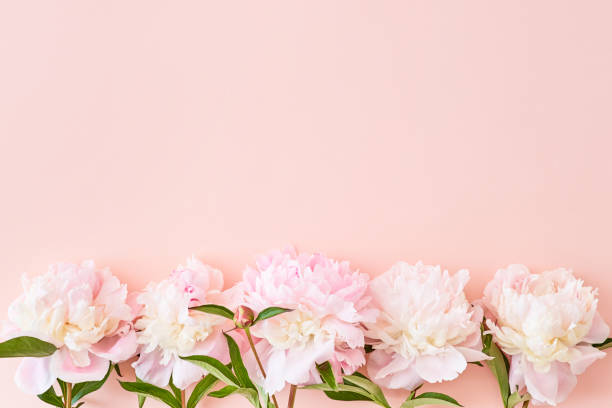istock Flat lay composition with pink peonies on a pink background 1148450638