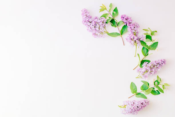 istock Flat lay composition with branches of lilac and branches with green leaves on a white background 1148450652