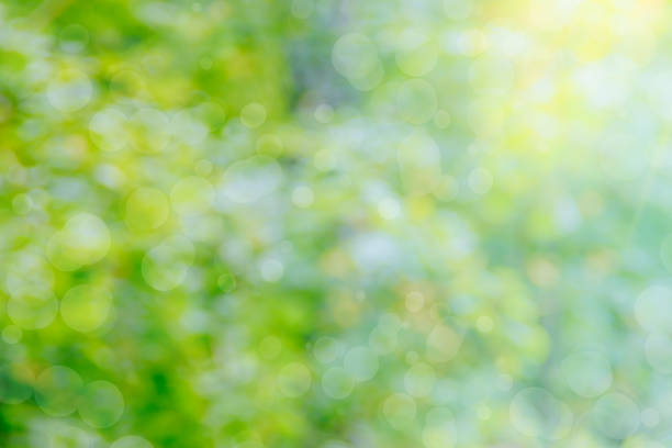 istock Abstract defocused nature background with green leaves and bokeh 1148450661