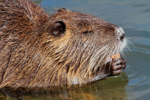 istock Nutria or coipo (Myocastor coypus) feeding in natural habitat 1148450845