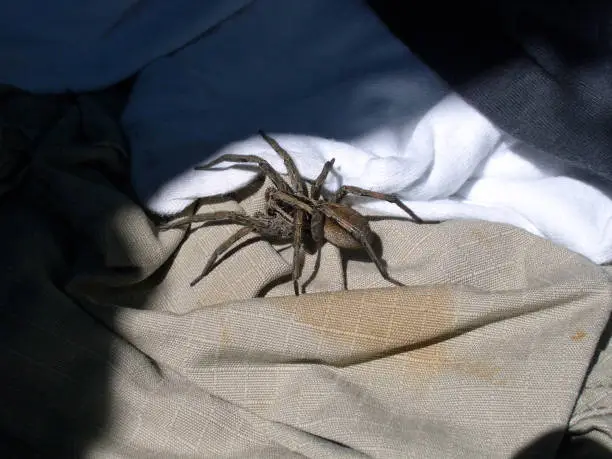 wolf spider (Hogna radiata) found in tent, Corsica, France