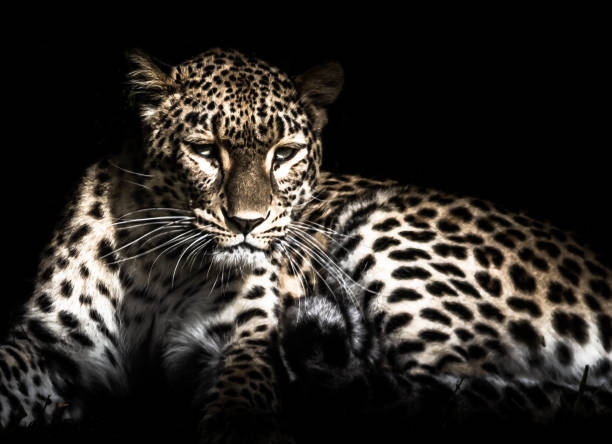 Leopardo - foto de acervo