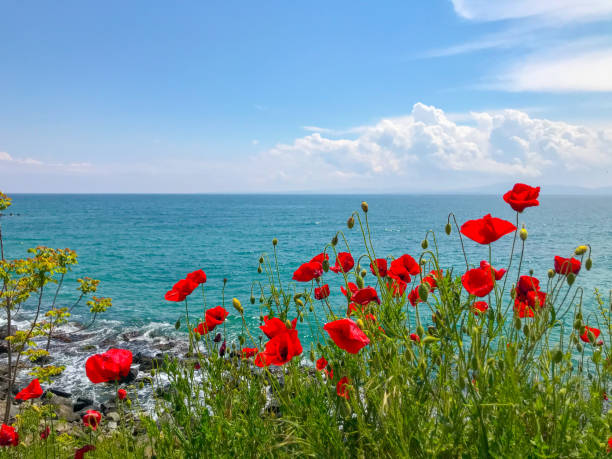 poppies rojos floreciendo en pomorie, bulgaria. - poppy field fotos fotografías e imágenes de stock