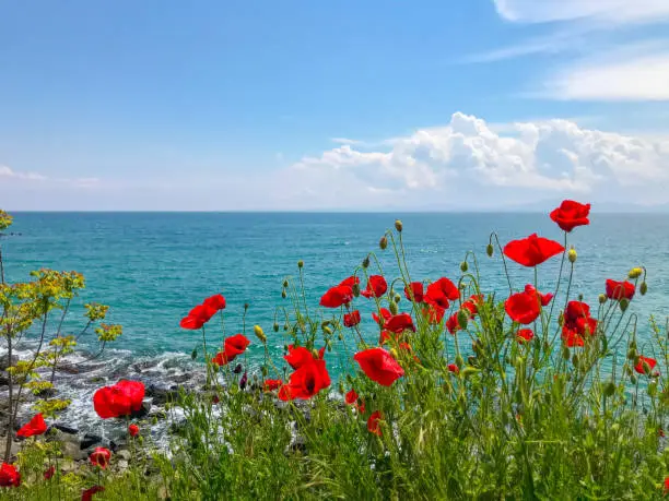 Photo of Red Poppies Flowering In Pomorie, Bulgaria.