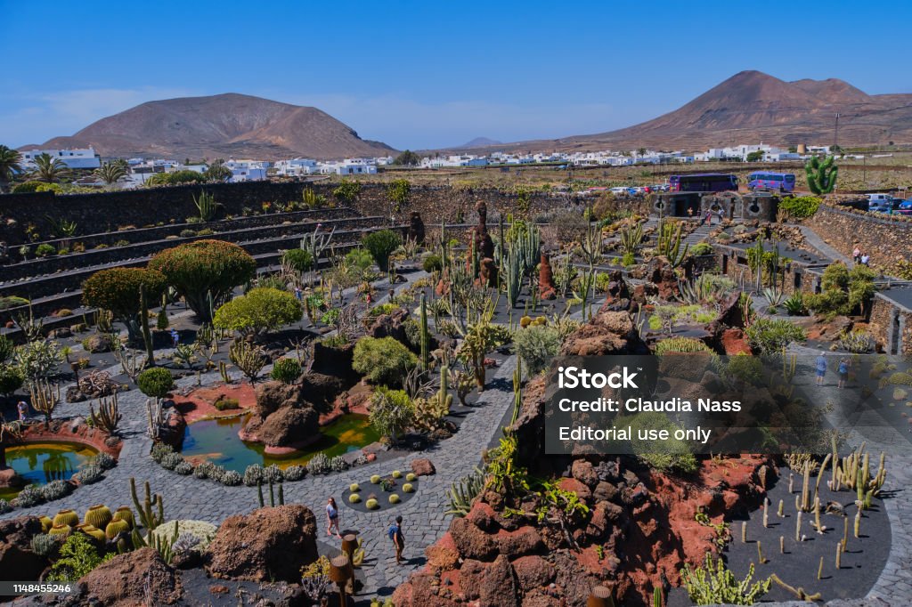 jardín de cactus en Guatiza, Lanzarote - Foto de stock de Cactus libre de derechos