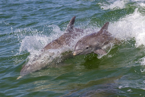 Close up of two dolphins jumping and spraying water