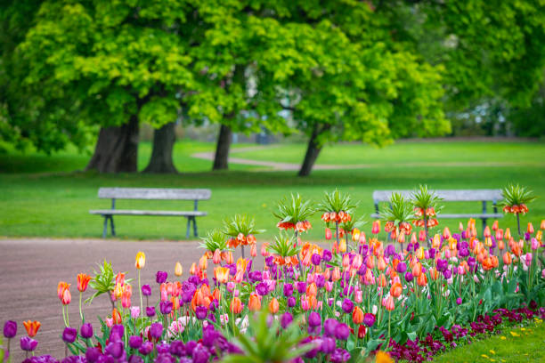 The Garden society of Gothenburg Sweden The Garden Society of Gothenburg is one of the best-preserved 19th century parks in Europe. Free entrance, park is owned by the city of Gothenburg. västra götaland county stock pictures, royalty-free photos & images
