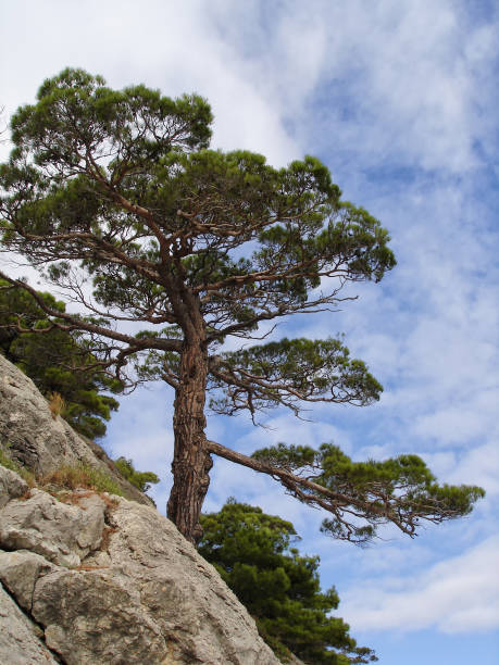 istock One beautiful pine tree growing on a rock.White and blue sky in the background 1148456662