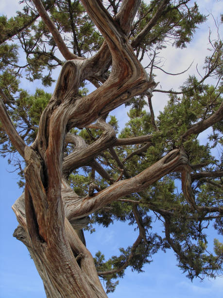 Close-up view of the old evergreen juniper trunk and branches against the blue sky Juniperus high (Juniperus excelsa) is a coniferous plant of the genus Juniper cypress family juniper tree bark tree textured stock pictures, royalty-free photos & images
