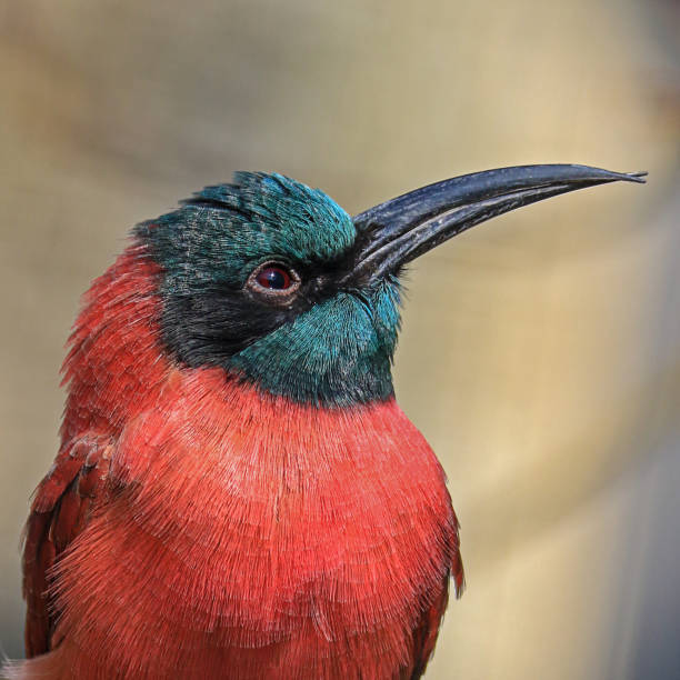 karminspint の肖像 - bee eater colorful bird beautiful bird animal ストックフォトと画像