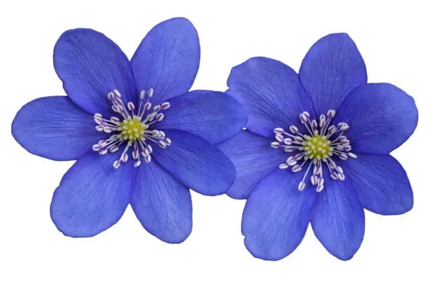 Two blue spring flowers (Hepatica nobilis) isolated on a white background