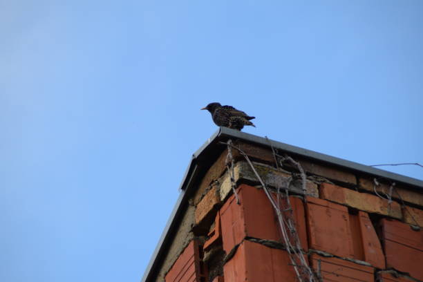 istock Common Starling - Sturnus vulgaris on brick building 1148458090